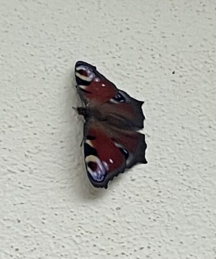 0B5385C1-16F8-47BE-9F0D-515E466A82E7