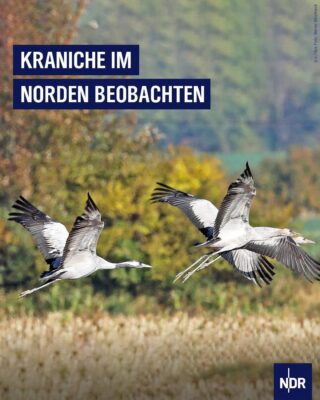 IMG_7060.JPG Kraniche