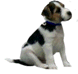 Lupo der Kopfverdreher2