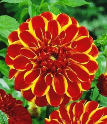 227118216_4565870023443567_4506870045239572314_n