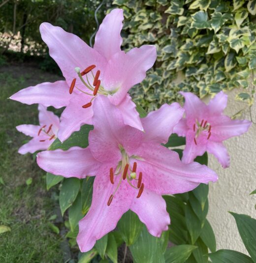 148BDF3C-6346-4AB4-AB6E-100571919182