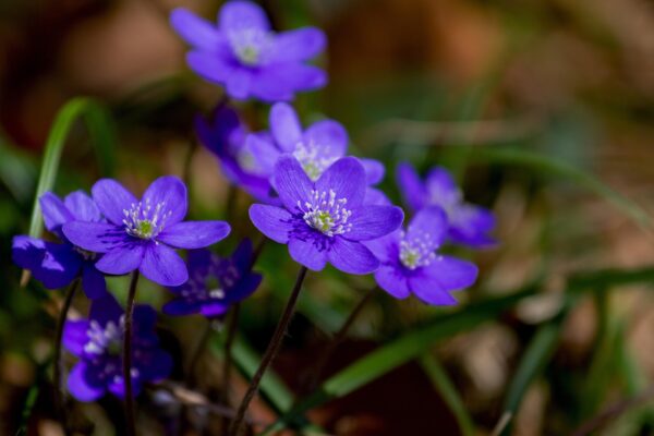 Leberblümchen 28.2.26