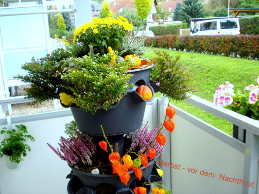 Herbst - vor dem  Nachtfrost.