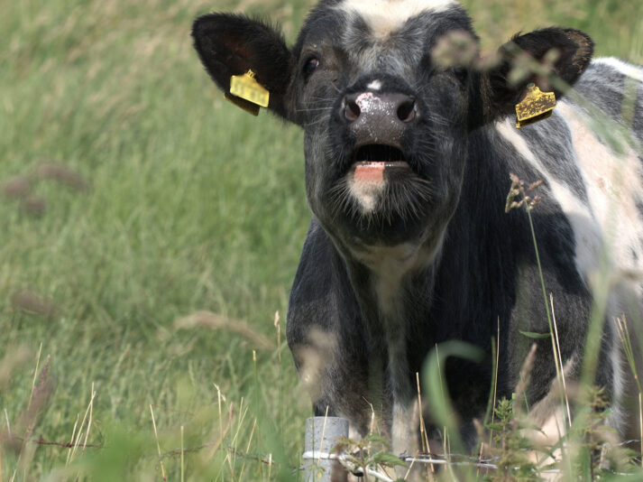 P6273247.jpg.5b3478f00a5a406b8f254ec4d8992d8d