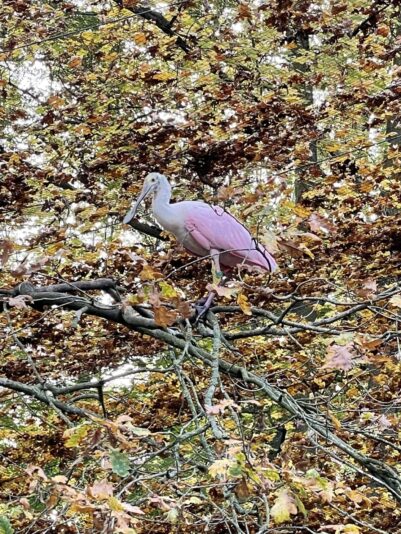 1EDC290A-40AB-4565-9516-9FAD4A82307B