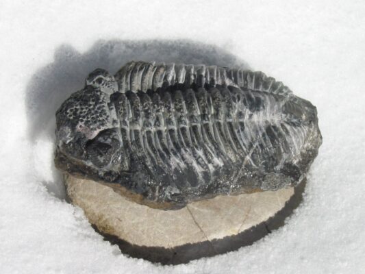 2008-6.März Trilobit v.250 Mill.J. bereits ausgestorben