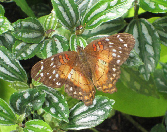 E476F692-83A0-4337-9E44-3CB9D8C1BFF7