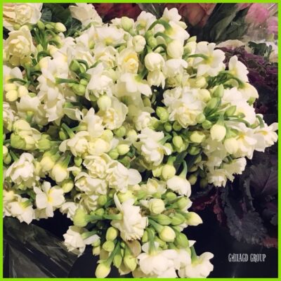 image3.jpeg Freesien