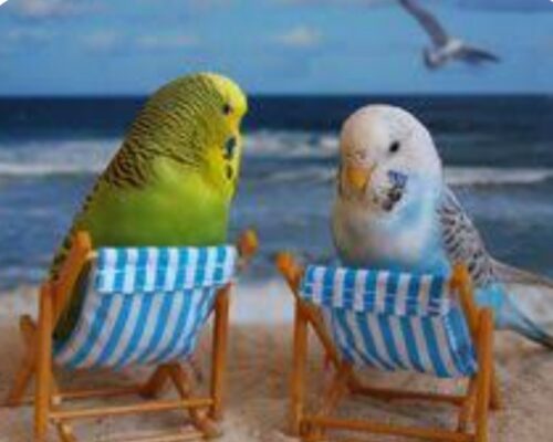 Screenshot_20260312_111209_Google