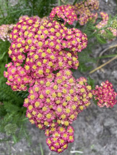 39DC7646-3BF2-45FE-9E3C-585108797FE0