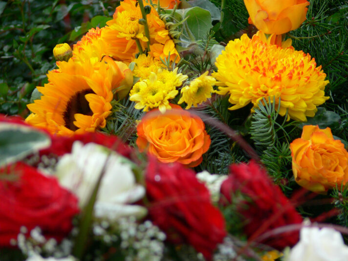 herbstblume-6f0aed49-4b24-4c0f-be7e-03cfcc9bdae3