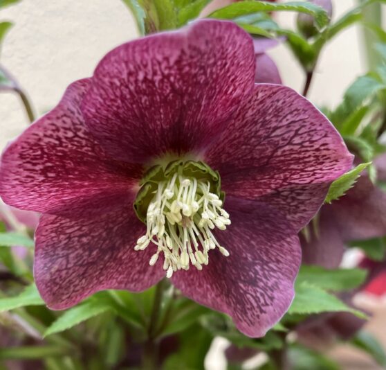 BEA86A15-F00D-4D0E-86D3-C8D0D9F53569