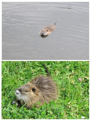 B607D0D7-E750-454A-8423-E535B659F124-COLLAGE