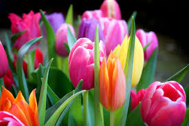 Download (4)Blumenbilder