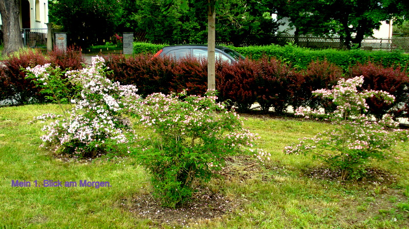 Es grünt und blüht nach dem Regen.