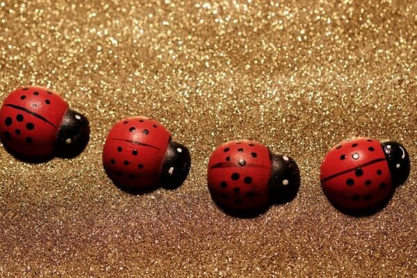 Glückskäfer 39.12.