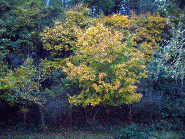 Herbst bei Schwarza.