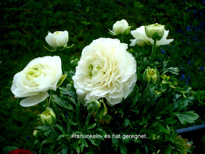 Ranunkeln- es hat geregnet.