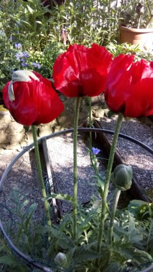 IMG_20240513_091216.jpgMohnblumen klein