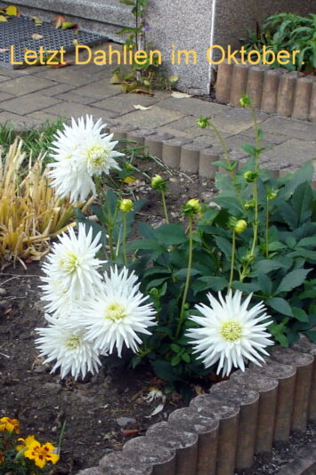 Letzt Dahlien im Oktober.