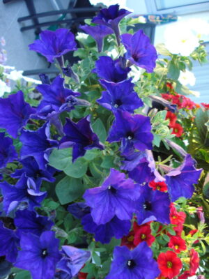 Blaue Schönheit in der Abendsonne.