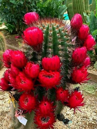 158067793_974990143241038_552455630688501422_n