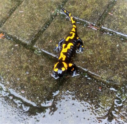 IMG_20240211_095343_096