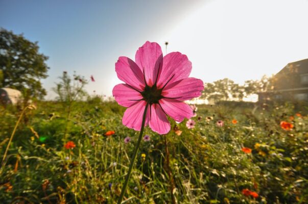 field-meadow-flower-pink