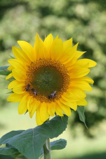 22.8.2010 Julia 11 (12)