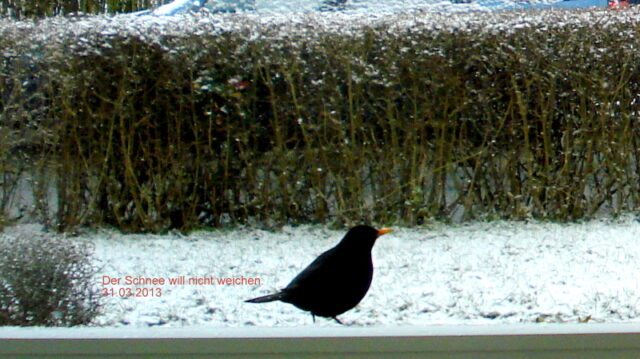 Der Schnee will nicht weichen.