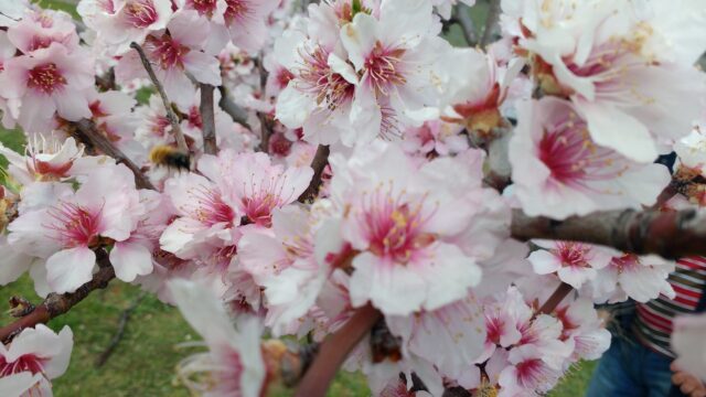 IMG_20190327_114720812