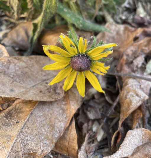 D51B875D-C807-4765-AA64-1BB7C2CE0921