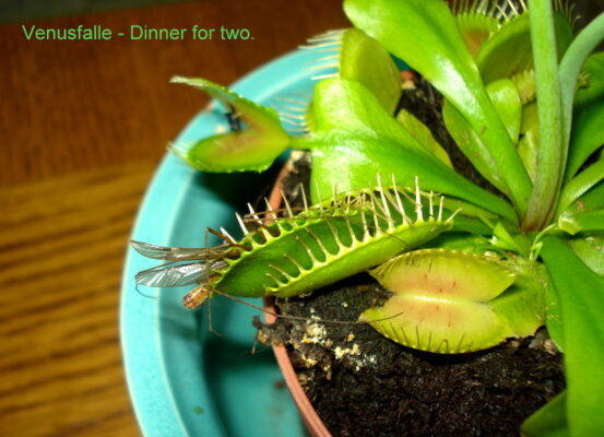 Venusfalle - Dinner for two.