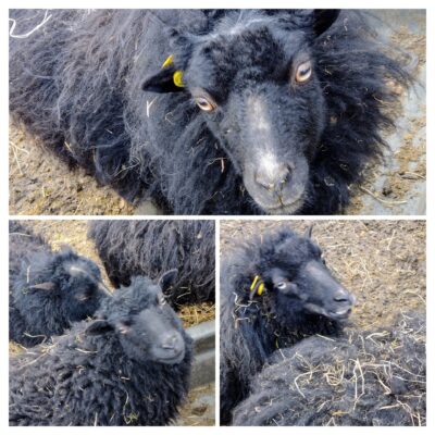 20250207_162609-COLLAGE