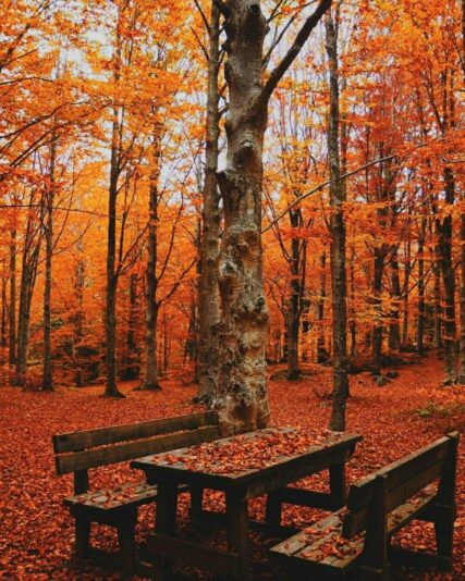 IMG_9909.JPG Herbst a1