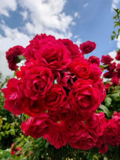 IMG_20220613_155417152_HDR