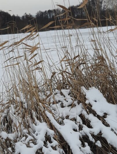 Screenshot_20260205_223007_Gallery