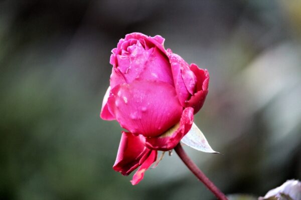 rose1