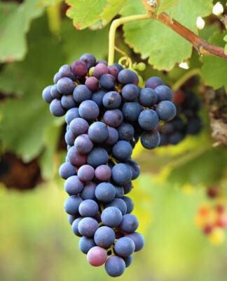 Bild_2024-09-11_104031214