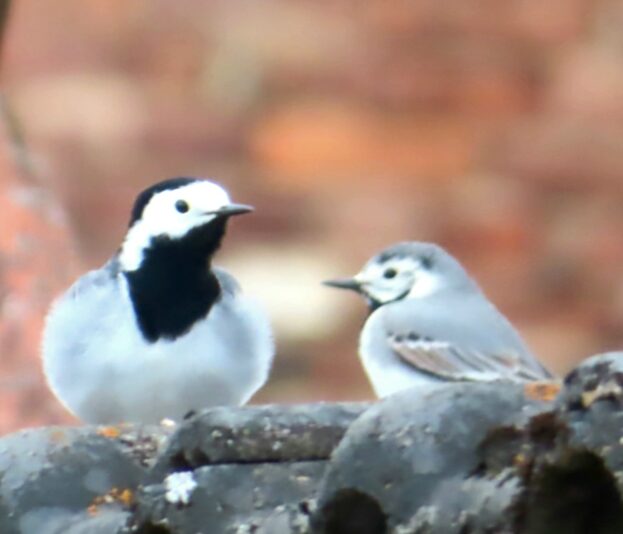 20240410152123_IMG_3230