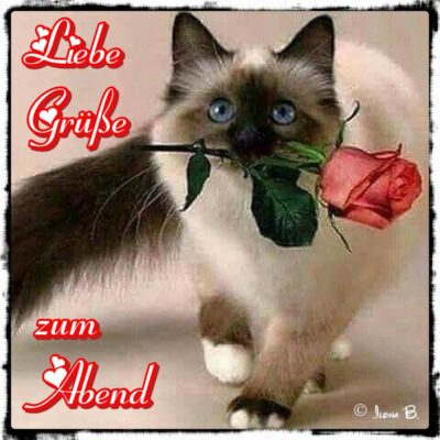 abendgrüsse-bilder-3