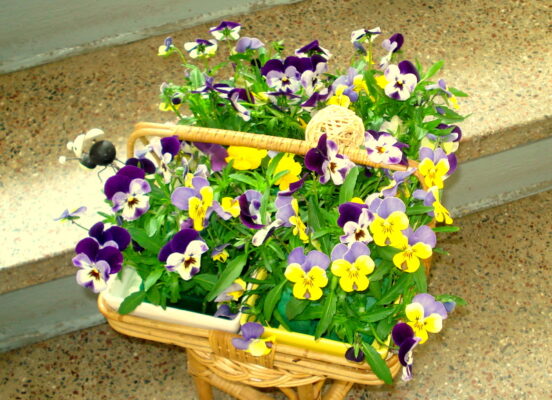 Die letzten Hornveilchen.