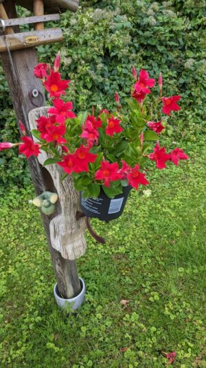 PXL_20230808_155748339