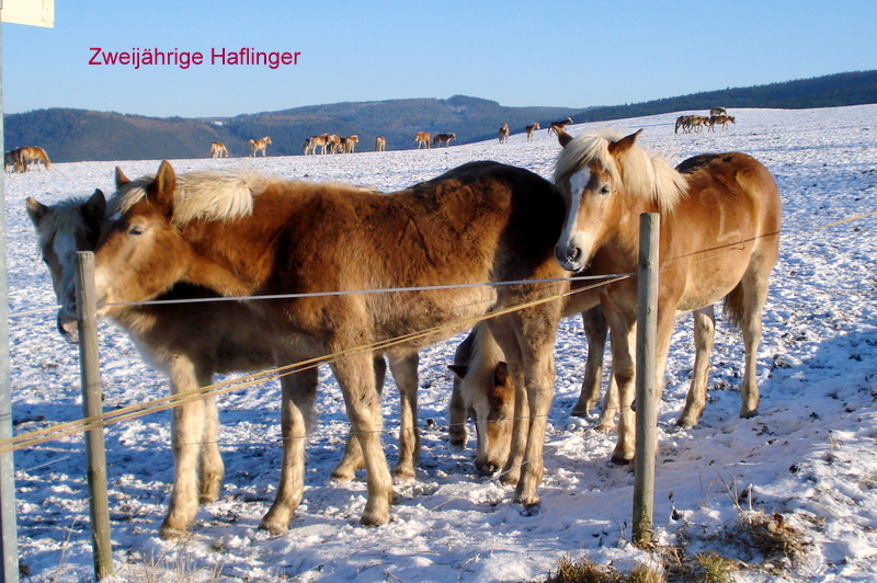 Zweijährige Haflinger