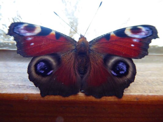 26.12.2020... Tagpfauenauge..... Weihnachts- Besuch (53)