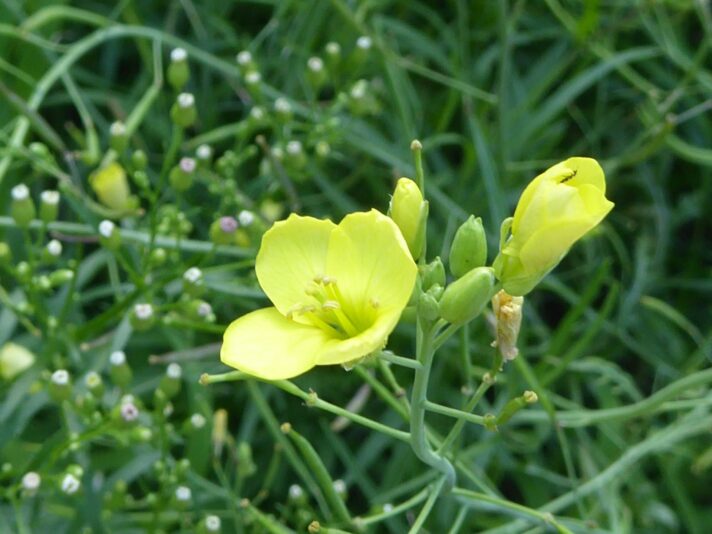 2023 ende juli bis 14 august (633)