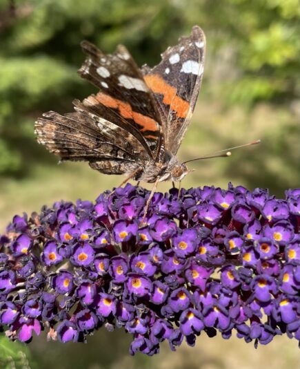 7638D8C8-299E-4216-8913-4E263ACBCA37