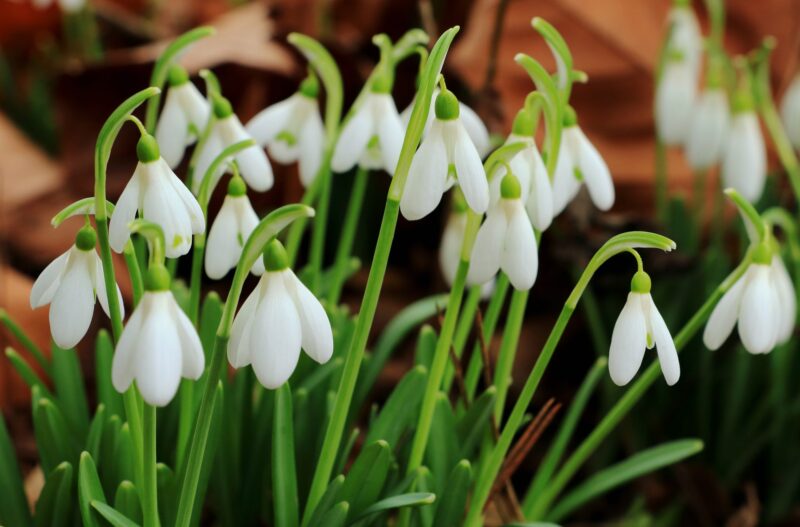 snowdrop-flowers-spring-white-nature-close-plant-early-bloomer-signs-of-spring-1368975
