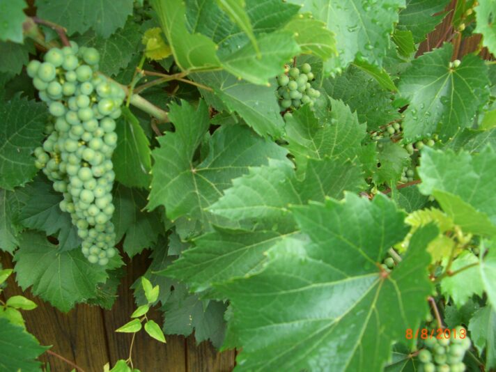 Schwarzwald 2013 007