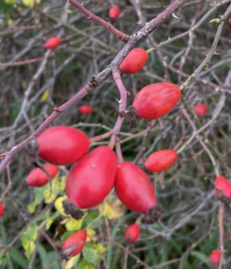 35581170-30B6-48AB-BCF5-443B88750347